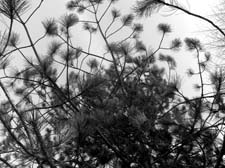 15_R0011346