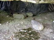 11_DSCN4875